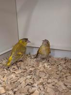 1-2 Europese sijs bruin, Dieren en Toebehoren, Vogels | Overige Vogels, Meerdere dieren, Wildzangvogel, Geringd
