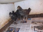 Kuikens creamlegbar x araucana lavendel haan, Dieren en Toebehoren, Pluimvee, Meerdere dieren, Kip
