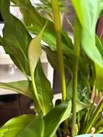 Lepelplant, Huis en Inrichting, Kamerplanten, Ophalen, Overige soorten, Halfschaduw, In pot