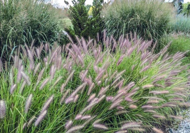 Lampenpoetsersgras 'Red Head', Tuin en Terras, Planten | Tuinplanten, Vaste plant, Siergrassen, Volle zon, Herfst, Ophalen of Verzenden