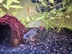 Apistogramma panduro koppel, Dieren en Toebehoren, Vissen | Aquariumvissen, Vis, Zoetwatervis