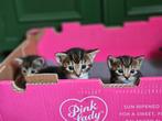 kitten te koop, Dieren en Toebehoren, Katten en Kittens | Overige Katten, Kortharig