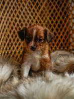 Kooiker pups kooiker hondje, Dieren en Toebehoren, Honden | Retrievers, Spaniëls en Waterhonden, Overige rassen, 8 tot 15 weken