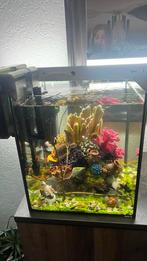 Vissen aguaria, Dieren en Toebehoren, Ophalen of Verzenden, Zo goed als nieuw