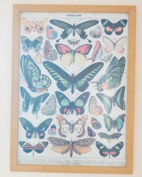 Vintage poster vlinders in houten lijst, Huis en Inrichting, Woonaccessoires | Schilderijen, Tekeningen en Foto's, Zo goed als nieuw