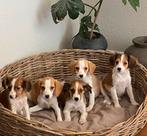 Zeer speciale kruising BEAGLE x KOOIKER pups, Dieren en Toebehoren, Honden | Niet-rashonden, Nederland, CDV (hondenziekte), 8 tot 15 weken