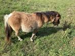 Mooie mini pony’s, Dieren en Toebehoren, Pony's, Meerdere dieren, A pony (tot 1.17m), Gechipt, 0 tot 2 jaar
