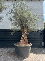 Olea europaea olijfboom stamomtrek 80/100 cm, 100 tot 250 cm, Olijfboom, Zomer, Ophalen