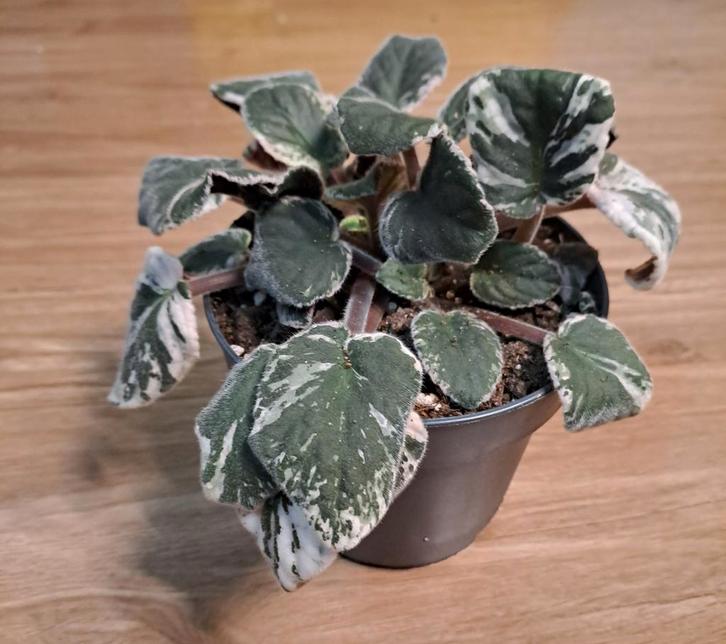 Kaaps Viooltje - Variegated - Roze Bloeiend Ophalen, Huis en Inrichting, Kamerplanten, Minder dan 100 cm, Halfschaduw, Ophalen