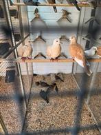 Bronsvleugel doffers, Dieren en Toebehoren, Meerdere dieren, Overige soorten