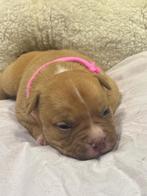American bully pocket, Dieren en Toebehoren, Honden | Bulldogs, Pinschers en Molossers, België, Particulier, Overige rassen, 8 tot 15 weken