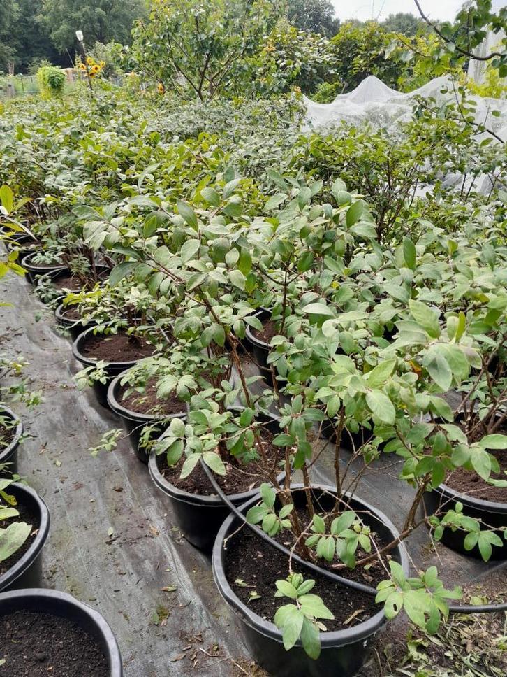 Honingbes planten, Boreal Blizzard, Beast, Beauty, G. Heart, Tuin en Terras, Planten | Fruitbomen, Overige soorten, 100 tot 250 cm