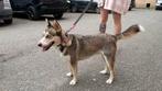Husky mix teef,   nordse ras, ter adoptie, herplaatser, Particulier, Rabiës (hondsdolheid), Overige rassen, 1 tot 2 jaar