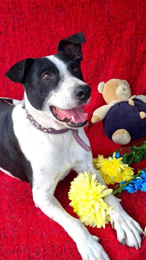 Lieve, vriendelijke jongen zoekt huis., Dieren en Toebehoren, Honden | Niet-rashonden, Middel, Reu, Particulier, Eén hond, Buitenland