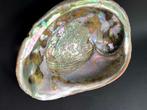 Grote zeldzaam mooie Abalone Schelp, Verzamelen, Mineralen en Fossielen, Ophalen of Verzenden, Schelp(en)