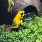 Phyllobates bicolor Leggend koppel, Amfibie, 0 tot 2 jaar