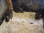 3 rexkonijn / dwergkonijn mannetjes, geboren 10 mei, Dieren en Toebehoren, Mannelijk, Klein, 0 tot 2 jaar