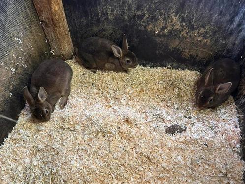 3 rexkonijn / dwergkonijn mannetjes, geboren 10 mei, Dieren en Toebehoren, Konijnen, Klein, Mannelijk, 0 tot 2 jaar