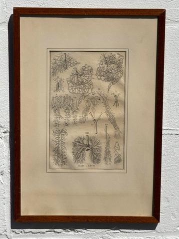 Oude anatomische gravure bloedsomloop beschikbaar voor biedingen