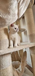 Britse korthaar kittens, black silver shaded, Dieren en Toebehoren, Katten en Kittens | Raskatten | Korthaar, Poes, Gechipt