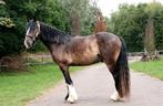 Mooie grote tinker, Dieren en Toebehoren, Paarden, Ruin, Ontwormd, 3 tot 6 jaar