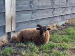 Ouessant stamboek schapen, Dieren en Toebehoren, Schapen, Geiten en Varkens, Meerdere dieren, Schaap