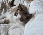 George – Zachtaardige Speler met stijl (seal mink bicolor), Dieren en Toebehoren, Katten en Kittens | Raskatten | Korthaar, Kater