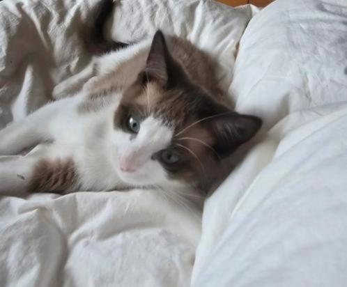 George – Zachtaardige Speler met stijl (seal mink bicolor), Dieren en Toebehoren, Katten en Kittens | Raskatten | Korthaar, Kater