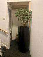 Bonsai (Ficus Microcarpa), Huis en Inrichting, Kamerplanten, Ophalen, Ficus, Halfschaduw, In pot