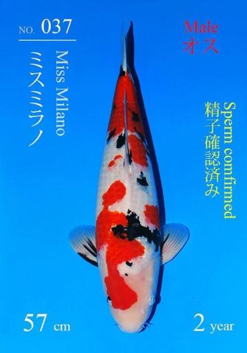 Sakai Sanke Japense koi Karper beschikbaar voor biedingen