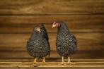 Amrock kriel kippen | Rustig karakter | Jonge ingeënte diere, Kip, Meerdere dieren