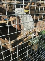 Klijne geelkuif pop de koop 15 jaar, Dieren en Toebehoren, Vogels | Parkieten en Papegaaien, Vrouwelijk, Papegaai