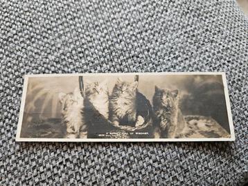 Poezen ansichtkaart 1922 beschikbaar voor biedingen