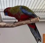 Mooi jong koppel wildkleur penant rosella's 2025, Dieren en Toebehoren, Vogels | Parkieten en Papegaaien, Meerdere dieren, Parkiet