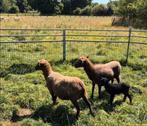 2 bruine ouessant ooien met lammetjes, Dieren en Toebehoren, Schapen, Geiten en Varkens, Vrouwelijk, Schaap