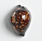 Schelpen: Cypraea (zoila) decipiens 49,5mm (F+++), Verzamelen, Mineralen en Fossielen, Ophalen of Verzenden, Schelp(en)