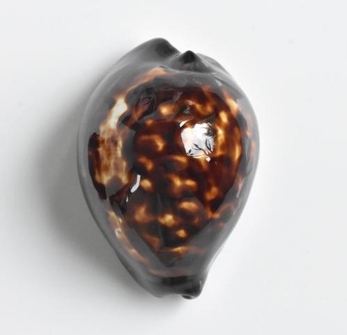 Schelpen: Cypraea (zoila) decipiens 49,5mm (F+++), Verzamelen, Mineralen en Fossielen, Schelp(en), Ophalen of Verzenden