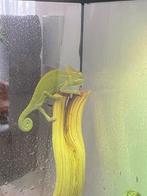 Kameleon met terrarium, Dieren en Toebehoren, Ophalen, Zo goed als nieuw