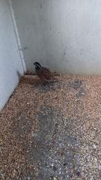 Virginische boomkwartel, Mannelijk, Tropenvogel