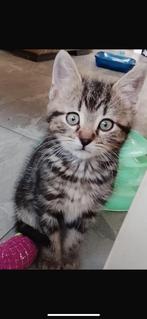 Kruising Kittens, Dieren en Toebehoren, Katten en Kittens | Overige Katten, Kater, Kortharig, 0 tot 2 jaar