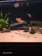 Sluierstaart goudvis gratis ophalen, Vis