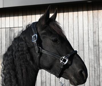 Lieve Barock Pinto Elite merrie  beschikbaar voor biedingen