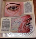 Het Menselijk Oog - Peter Cronfeld, Gelezen, Ophalen of Verzenden, Natuurwetenschap, Peter C. Kronfeld