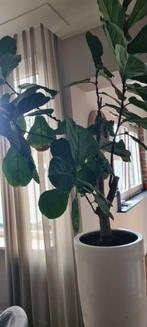 Ficus Lyrata (Vioolplant) in pot, Ophalen, Ficus, Halfschaduw, In pot