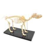anatomisch model hond skelet, Ophalen of Verzenden, Nieuw