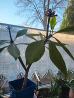 Plumeria plant, Ophalen of Verzenden, Halfschaduw, Minder dan 100 cm