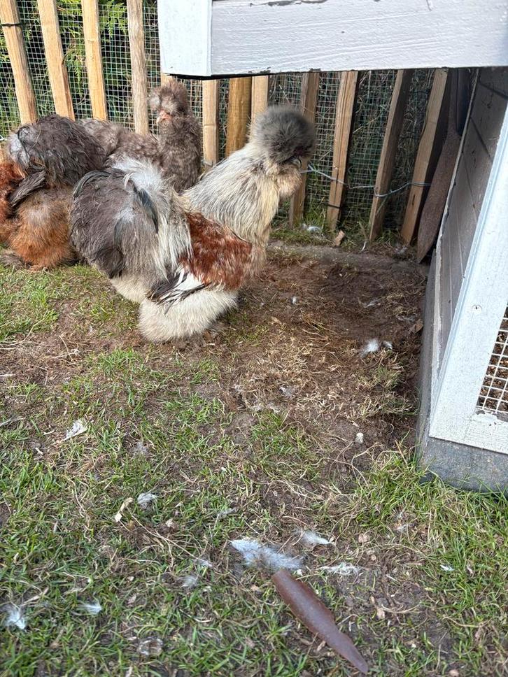 Zijdehoender USA - haan, Dieren en Toebehoren, Pluimvee, Kip, Mannelijk