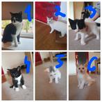 Twee huiskatten met 4 kittens, Dieren en Toebehoren, Katten en Kittens | Overige Katten, Kater