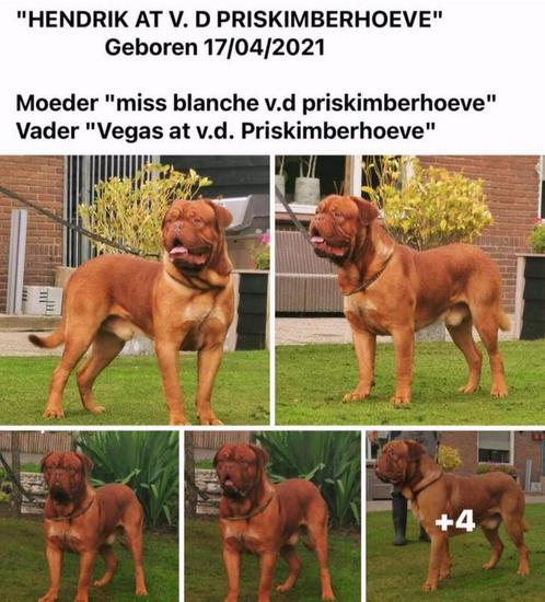 Bordeaux dog Dekreu bordeauxdog gekeurd, Dieren en Toebehoren, Honden | Bulldogs, Pinschers en Molossers, Reu, Overige rassen
