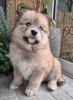 Pomeriaan blue eye (pomsky), Dieren en Toebehoren, Honden | Poolhonden, Keeshonden en Oertypen, Nederland, 8 tot 15 weken, Teef